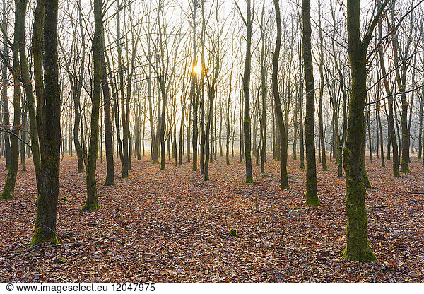 Oak Trees in Wintertime at Sunrise  Hesse  Germany