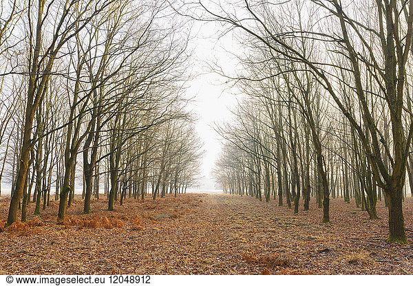 Oak Trees in Wintertime  Hesse  Germany