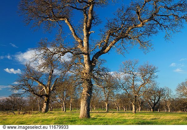 Oak woodland  Sacramento River Bend Area of Critical Environmental Concern  Paynes Creek Wildlife Area  California.