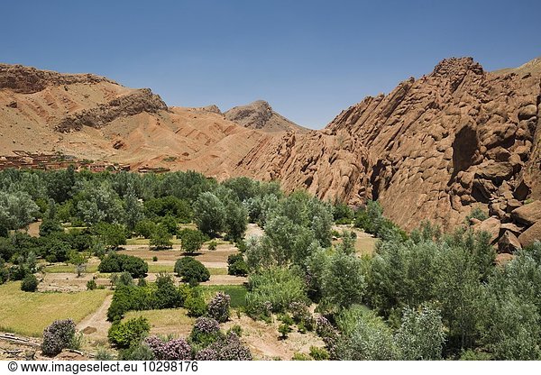 Oase in der Dades-Schlucht  Dades-Tal  bei Boumalne-du-Dades  Marokko  Afrika