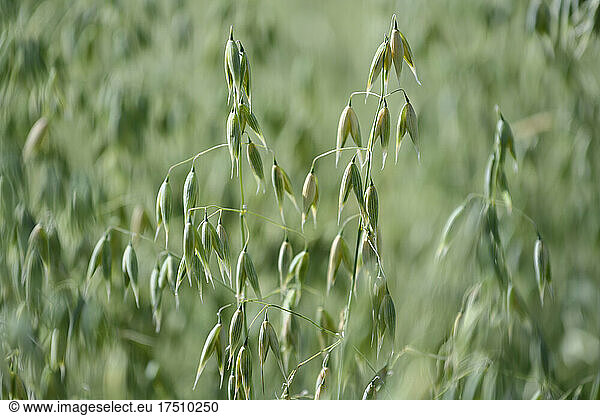 Oats growing in spring