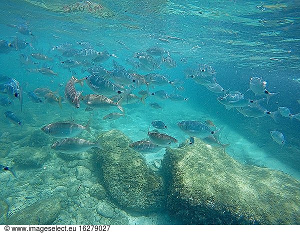 Oblada melanura Fischschwarm und Neptungras  auch bekannt als Posidonia Oceanica  an der Küste von Finestrat  Alicante  Spanien.