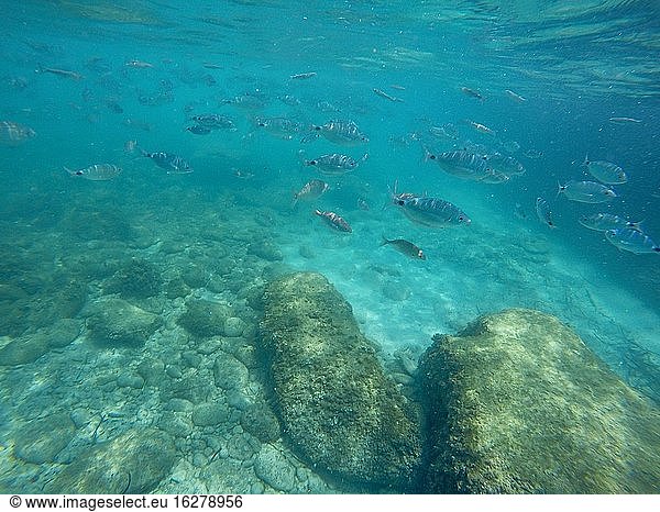 Oblada melanura school of fish and Neptune Grass known also as Posidonia Oceanica in Finestrat coast Alicante Spain.
