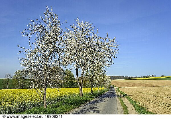 Obstbäume  Birnenbäume (Pyrus) und Kirschbäume (Prunus) in der Blütezeit an einer Landstraße  blauer Himmel  Nordrhein-Westfalen  Deutschland  Europa
