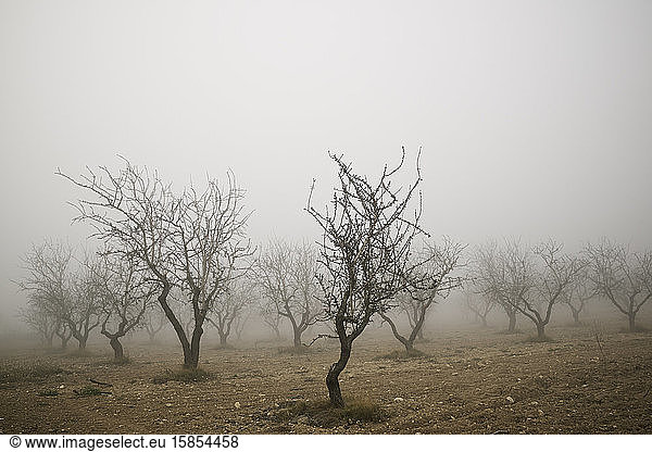 Obstbäume zwischen dem Nebel  Provinz Zaragoza in Spanien.