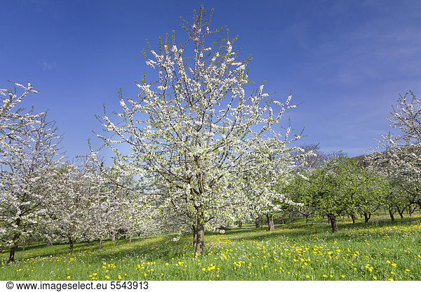 Obstbaumblüte im Eggener Tal  Markgräfler Land  Schwarzwald  Baden-Württemberg  Deutschland  Europa