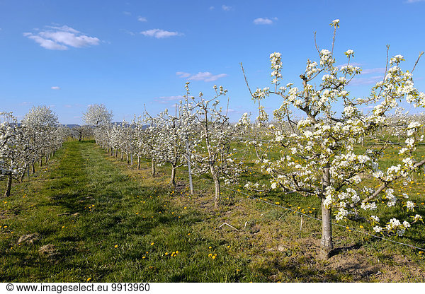 Obstbaumplantage im Frühling  Südpfalz  Pfalz  Rheinland-Pfalz  Deutschland  Europa