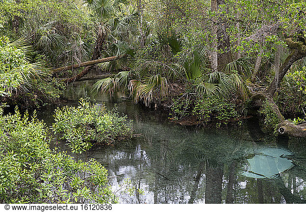 Ocala national forest  Floride  USA