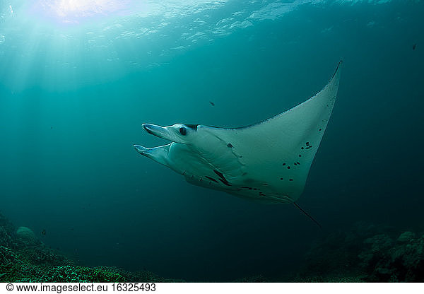 Oceania  Micronesia  Yap  Reef manta ray  Manta alfredi