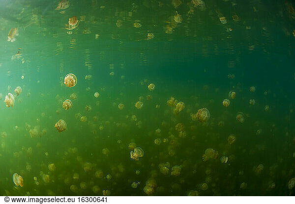 Oceania  Palau  Eik Malk  Spotted jellyfish  mastigias papua  in saltwater lake