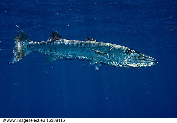 Oceania  Palau  Great barracuda  Sphyraena barracuda