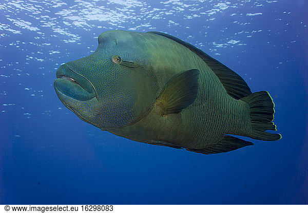 Oceania  Palau  Napoleon fish  Cheilinus undulatus