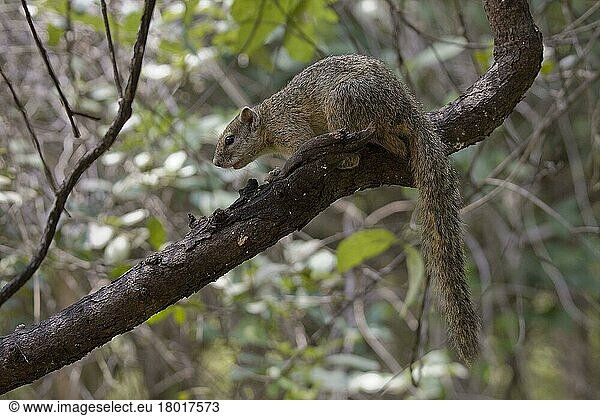 Ockerfuß-Buschhörnchen  Ockerfuß-Buschhörnchen  Nagetiere  Säugetiere  Tiere  Tree Squirrel  Botswana  Afrika