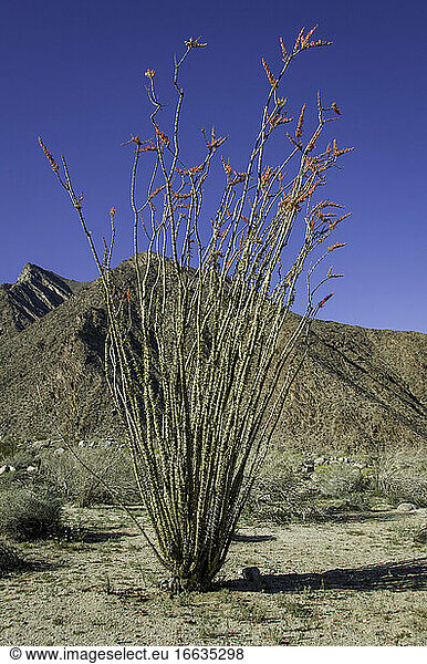 Ocotillo (Fouquieria splendens) is indigenous to the Sonoran and Chihuahuan Deserts of the southwestern United States and northern Mexico.
