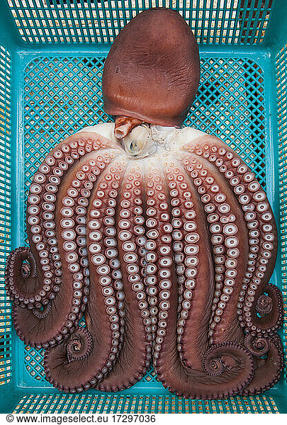 Octopus at fish market in Korea