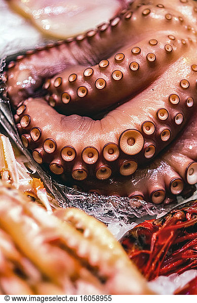 Octopus tentacles in a seafood market; Valencia  Valencia  Spain