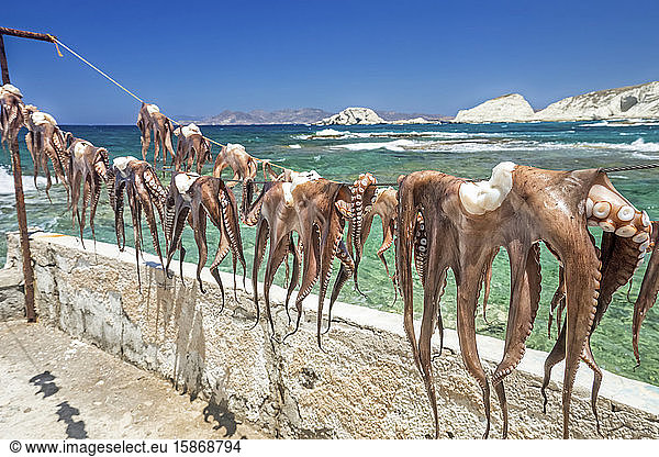 Octopuses hanging in a row on a line to dry along the water's edge; Milos  Greece