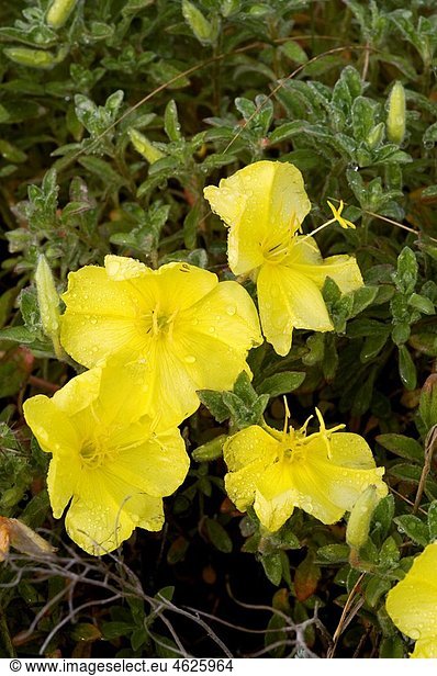 Oenothera drummondii. Odiel Marshes Natural Place. Huelva. Andalucia. Spain.