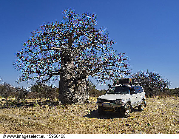Off-road vehicle parking near Baobab  Angola