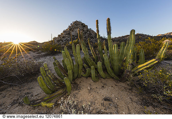 Offene Sonoran-Wüste bei Sonnenuntergang in der Nähe von Mision de San Francisco de Borja  Baja California  Mexiko  Nordamerika
