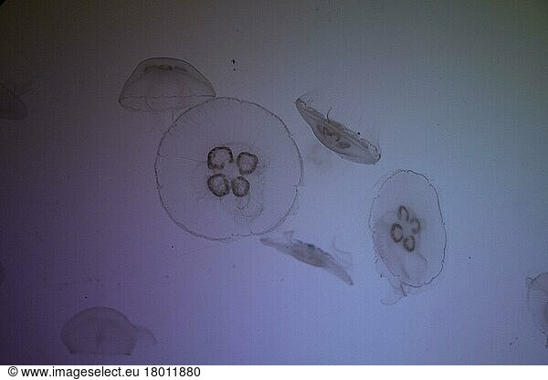 Ohrenqualle  Ohrenquallen (Aurelia aurita)  Andere Tiere  Nesseltiere  Tiere  Moon jelly fish