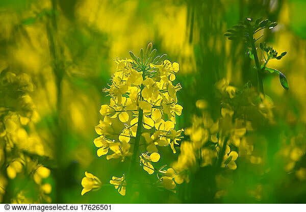 Oilseed rape blooming in spring
