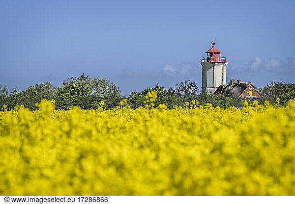 Oilseed rape field with Westermarkelsdorf Lighthouse in background