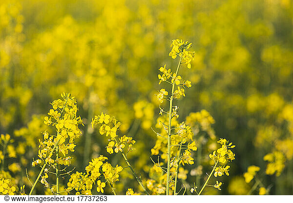 Oilseed rapes blooming in spring