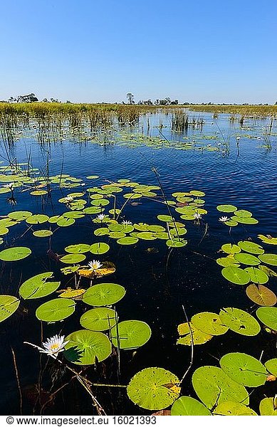 Okavango-Delta. Botswana.
