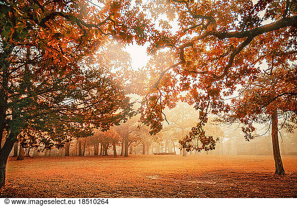 Oklahoma Autumn scene with a foggy morning