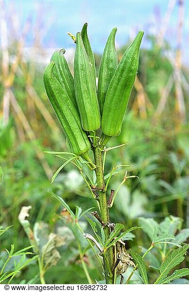 Okra (Abelmoschus esculentus oder Hibiscus esculentus) ist eine einjährige Pflanze  die im westlichen Afrika und im südlichen Asien heimisch ist. Ihre Früchte sind essbar. Dieses Foto wurde in Baix Llobregat  Provinz Barcelona  Katalonien  Spanien aufgenommen.
