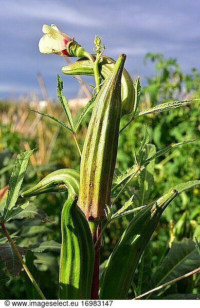 Okra (Abelmoschus esculentus oder Hibiscus esculentus) ist eine einjährige Pflanze  die im westlichen Afrika und im südlichen Asien heimisch ist. Ihre Früchte sind essbar. Dieses Foto wurde in Baix Llobregat  Provinz Barcelona  Katalonien  Spanien aufgenommen.