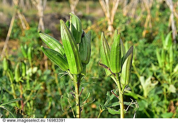 Okra (Abelmoschus esculentus oder Hibiscus esculentus) ist eine einjährige Pflanze  die im westlichen Afrika und im südlichen Asien heimisch ist. Ihre Früchte sind essbar. Dieses Foto wurde in Baix Llobregat  Provinz Barcelona  Katalonien  Spanien aufgenommen.