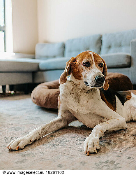 Old American Foxhound dog laying on the floor in the living room