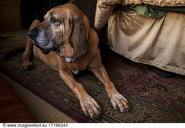 Old bloodhound dog lying on a carpet and looking off camera.