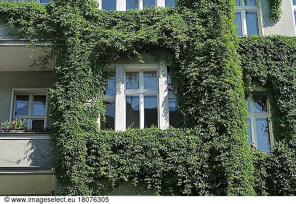 Old building  facade greening  Rosenheimer Straße  Schöneberg  Berlin  Germany  Europe