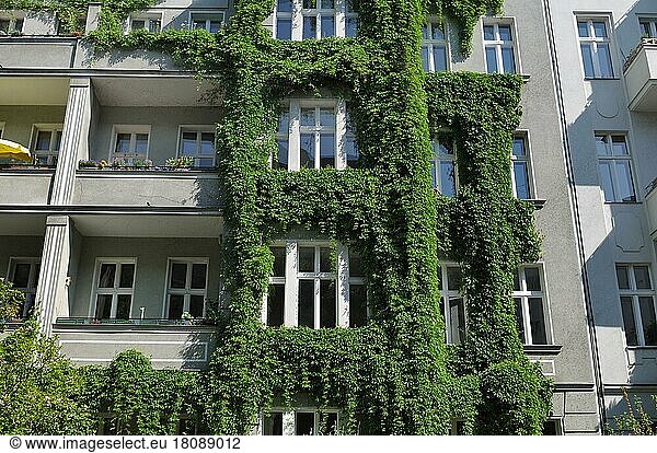 Old building  facade greening  Rosenheimer Straße  Schöneberg  Berlin  Germany  Europe