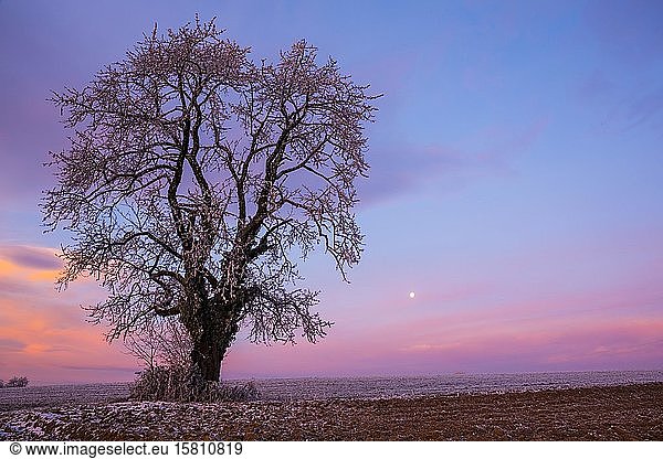 Old Cherry tree (Prunus) at sunset in winter  Kulm  East Styria  Styria  Austria  Europe