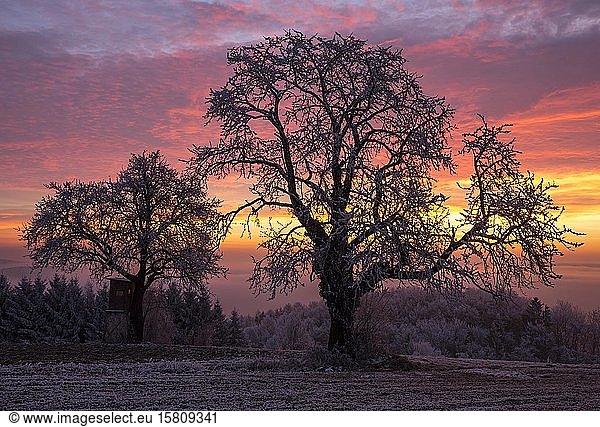 Old Cherry trees (Prunus) at sunrise in winter  Kulm  Eastern Styria  Styria  Austria  Europe