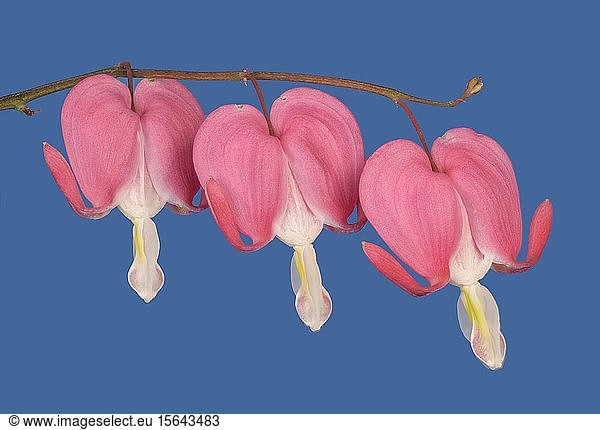 Old-fashioned bleeding-heart (Lamprocapnos spectabilis) against a blue background  Austria  Europe