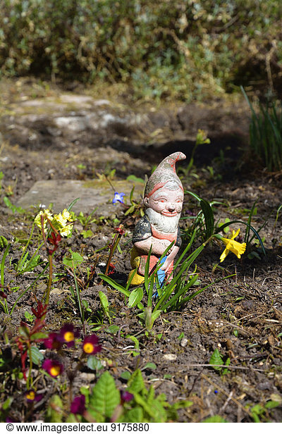 Old garden gnome standing behind a daffodils  Narcissus pseudonarcissus