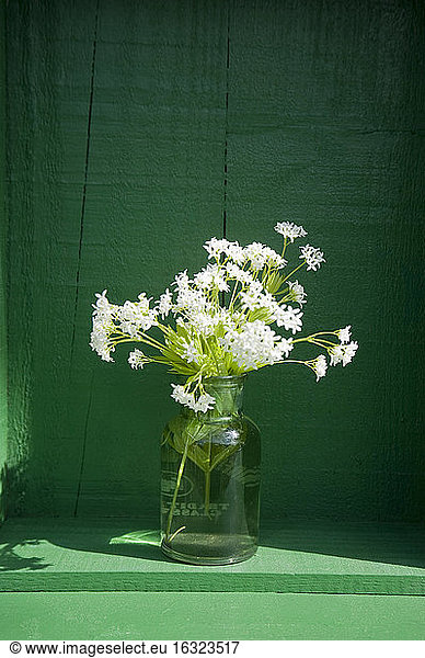Old glass bottle with blossoming woodruff