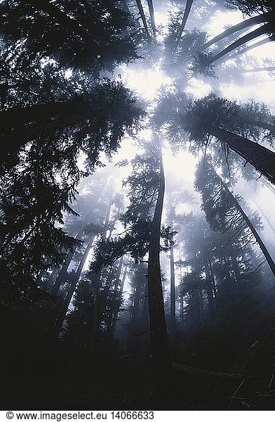 Old-growth Temperate Rainforest
