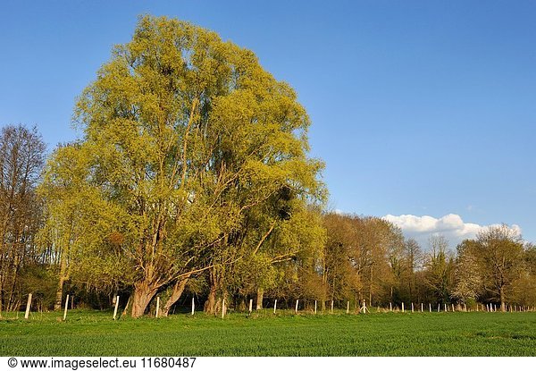 Old knotted willows on the edge of field Eure-et-Loir department Centre-Val de Loire region France Europe.