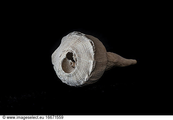 old marine snail shell isolated with a black background