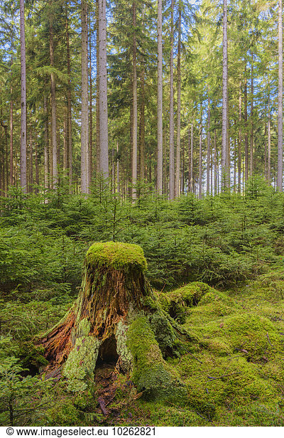 Old Mossy Tree Trunk in Spruce Forest  Odenwald  Hesse  Germany