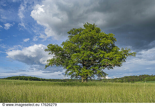 Old oak tree standing in summer meadow
