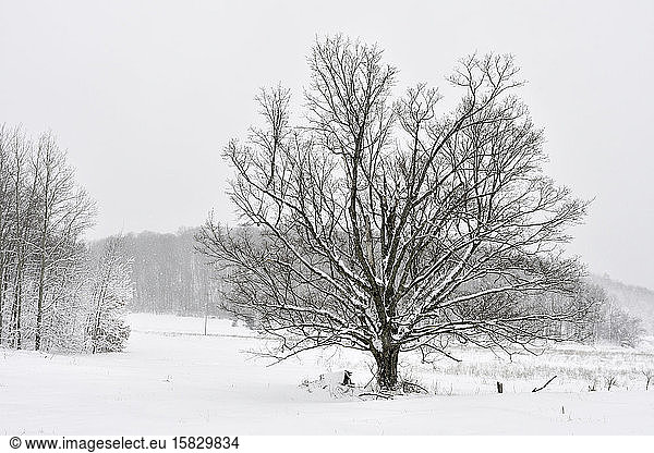 Old Oaktree in Winter