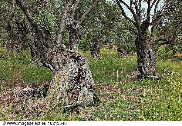 Old olive trees  thick whimsical tree trunk  olive wood  Crete  Greece  Europe