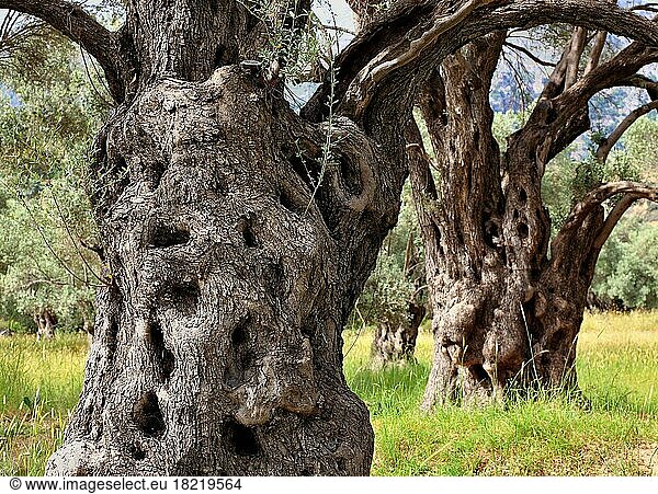 Old olive trees with thick trunks  tree trunk  olive wood  Crete  Greece  Europe